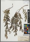 Foto von Salix repens subsp. rosmarinifolia (L.) Andersson